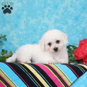 Nile, Bichon Frise Puppy